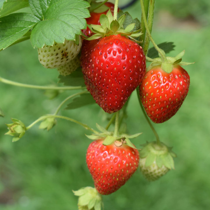 Strawberry Parsley Travel Candle - Wild Strawberry, Parsley & Thyme